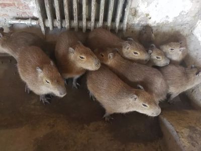 這個春節，天津口岸動物飼養區“人勤牛馬歡”