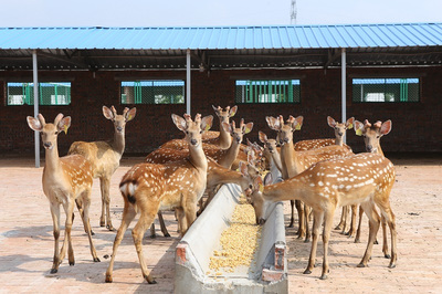 養鹿須知 鹿茸品質與飼料生產的真實關聯