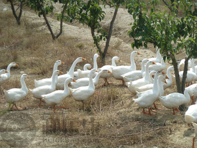 【獨家】有機韓國新高梨 和樂康威?；刂惫┑募儍糁x