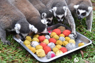 深圳野生動物園的“特別菜單” 特色湯圓，讓動物們過個溫馨元宵節
