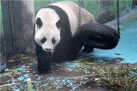 中國政協委員聚焦動物飼養規范，推動生態文明建設與畜牧業高質量發展