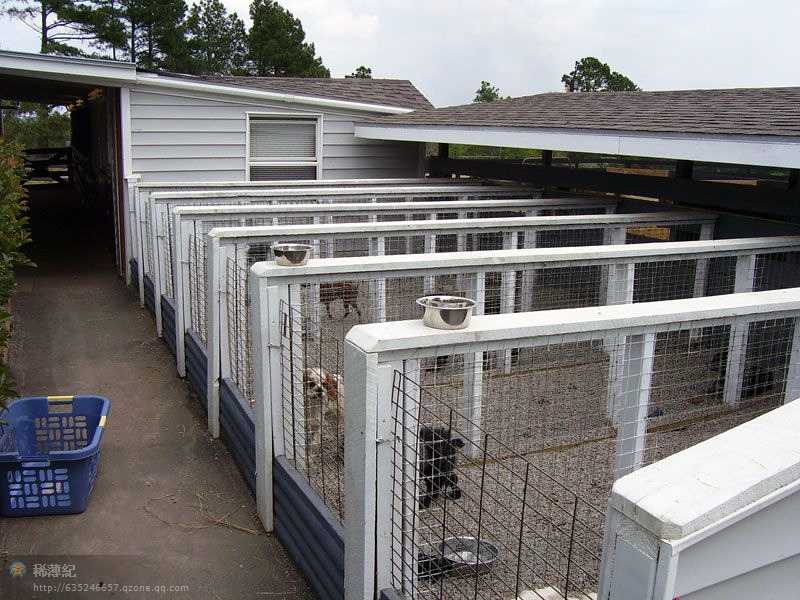 探秘頂級犬舍 藝術與科學的完美交融，顛覆你的想象